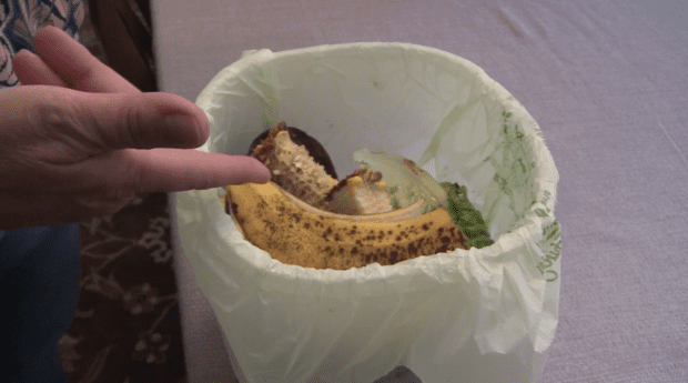 berwyn-composting-3 berwyn-composting-3